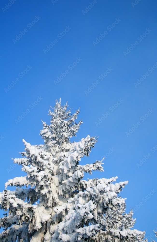 Fragment of snow-covered fir-tree.