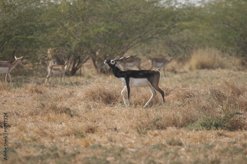 Photography Blackbuck in Rut