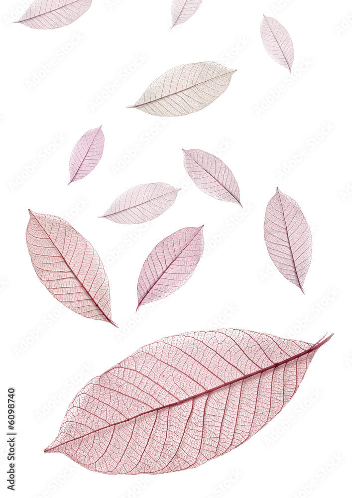 Falling tinted leaves on white Falling tinted leaves on white