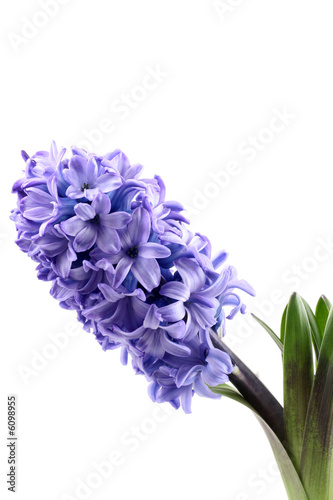 purple hyacinth isolated on white - seasonal flower