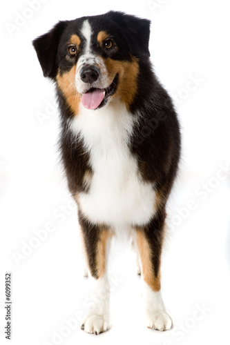 Fototapeta Naklejka Na Ścianę i Meble -  An Australian Shepherd dog photographed in studio