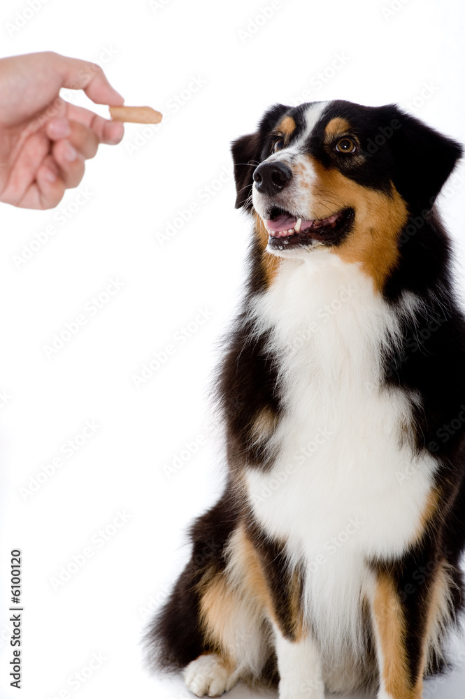 A pet dog looks at the treat being offered A pet dog looks at the treat being offered