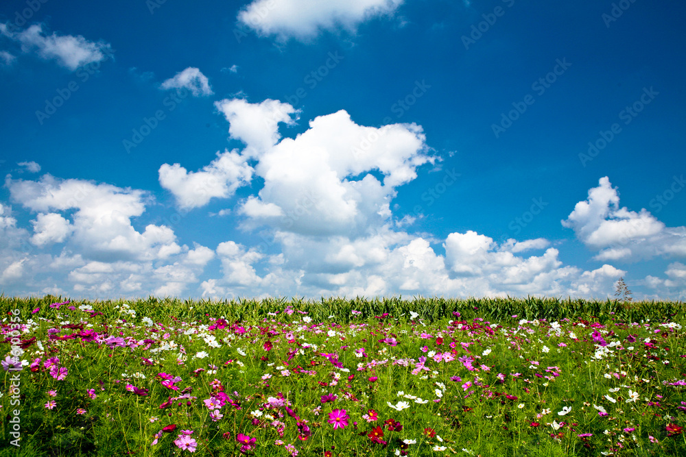 Champ fleuri avec ciel bleu et nuages