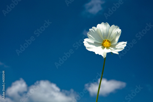 Fleur blanche sur ciel bleu