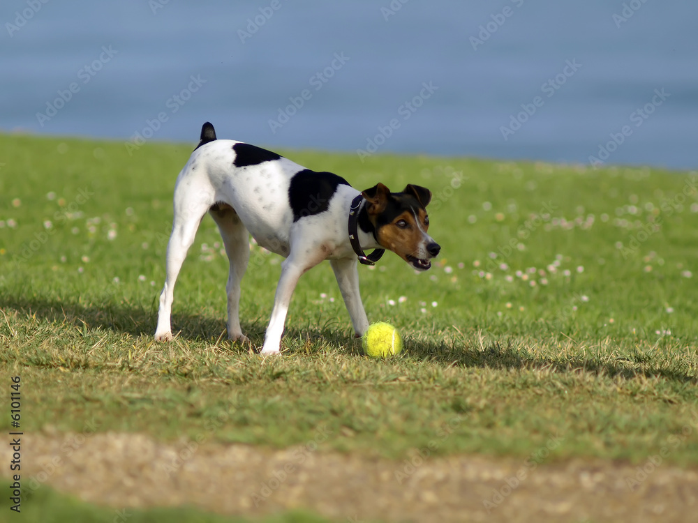 Perro jugando con pelota
