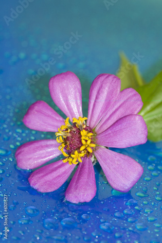 close-up of pink flower with water drop, macro