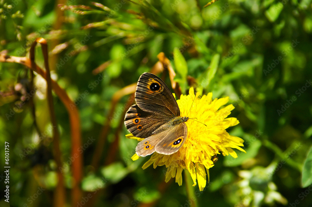 Obraz premium butterfly on a dandelion
