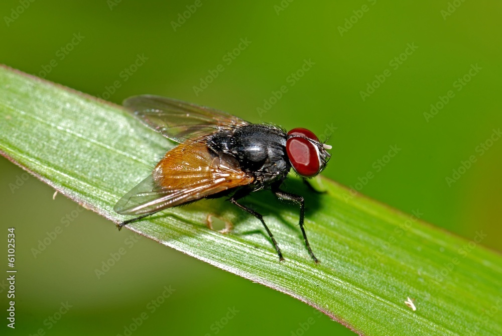 Naklejka premium housefly and leaf in the gardens