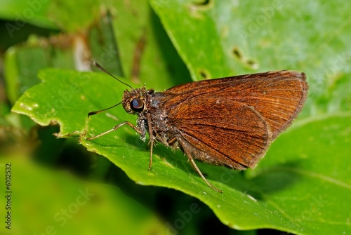 Delaware skipper and leaf in the gardens