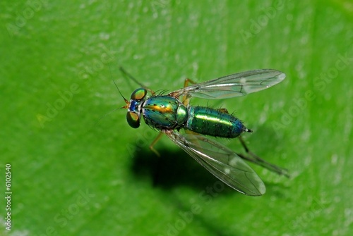 long-legged flies and leaf in the gardens