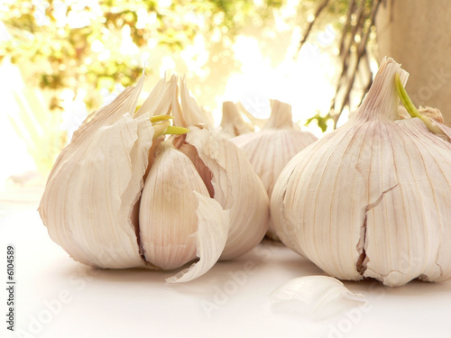 garlic bulbs outdoors
