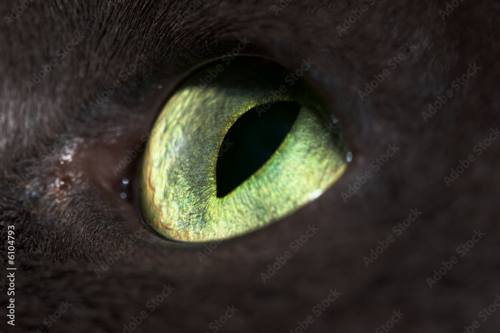 cat's eye close-up with vertical pupil