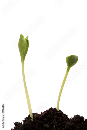 Two seedling shoots