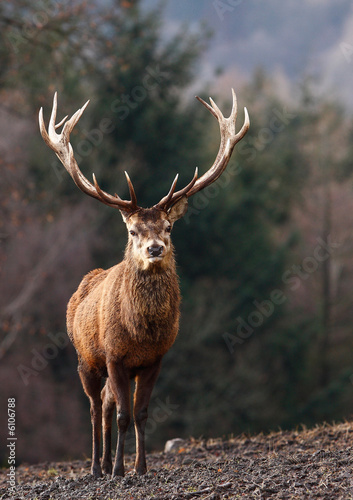 Obraz na plátně Rothirsch