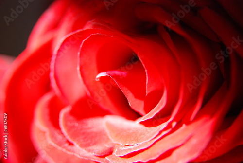 Rose rouge