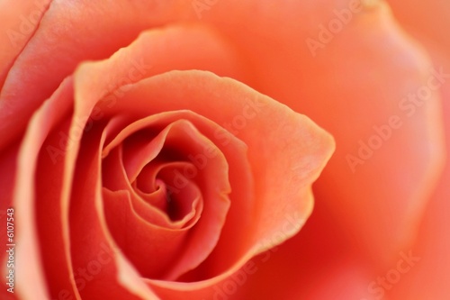 Soft Rose Petals (2754)