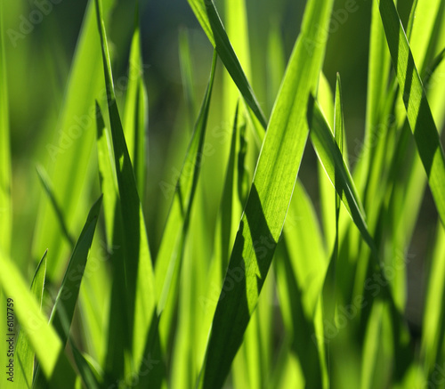 Blades of Grass