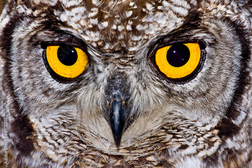 Spotted Eagle Owl © Riaan van den Berg