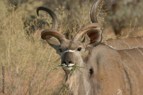 Kudu Antilope