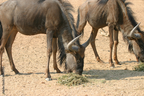 Hartebeest Mahlzeit
