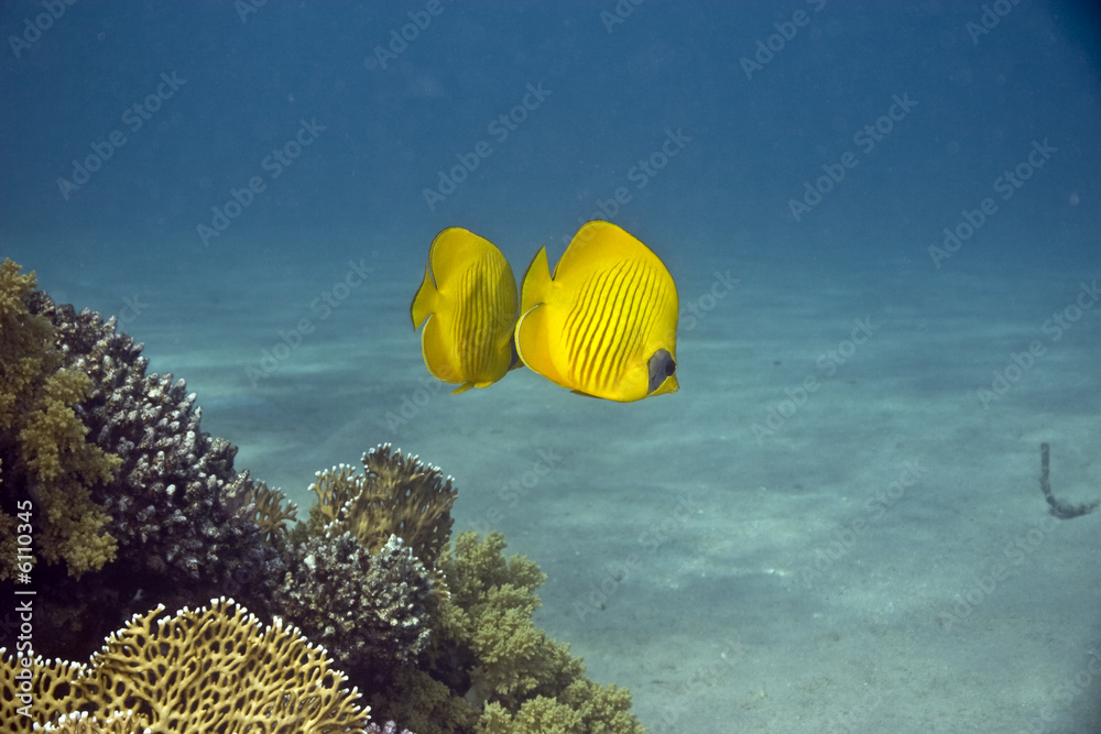 Naklejka premium masked butterflyfish (chaetodon semilarvatus)