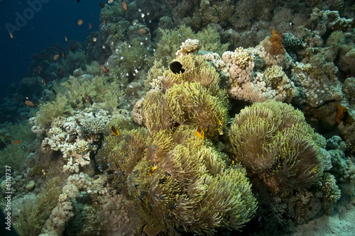 Fototapeta Naklejka Na Ścianę i Meble -  anemone and anemonefish