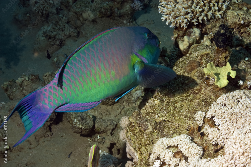 Obraz premium parrotfish