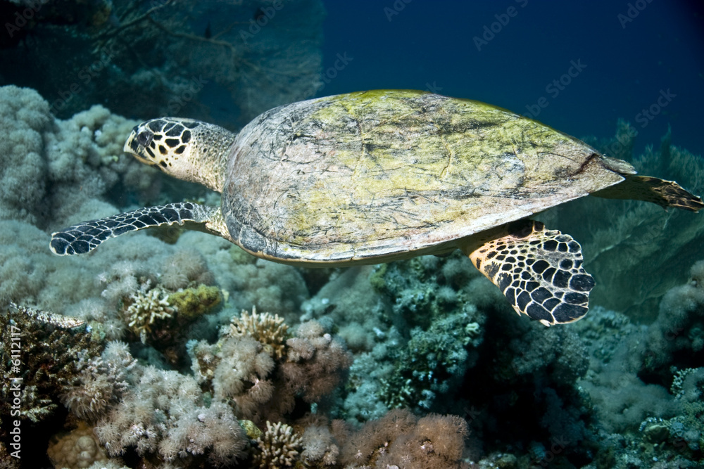 Obraz premium hawksbill turtle (eretmochelys imbricata)