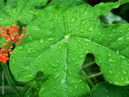 gouttes de pluie sur jeune feuille de jatropha photo