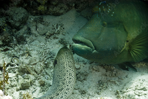 Wallpaper Mural Napoleon wrasse and giant moray  Torontodigital.ca