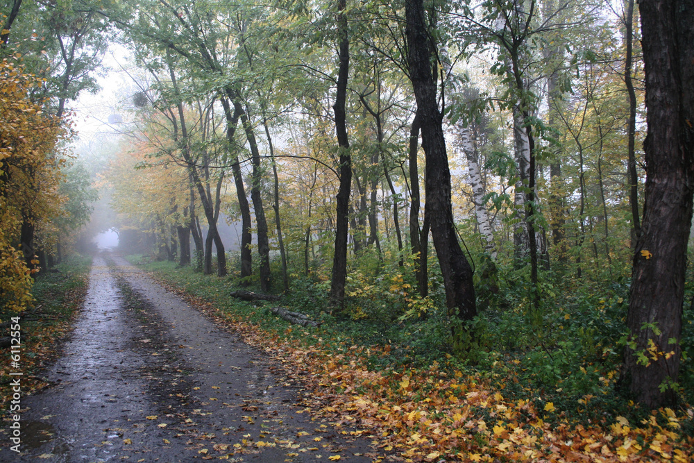autumn landscape of forest with yellow leafs