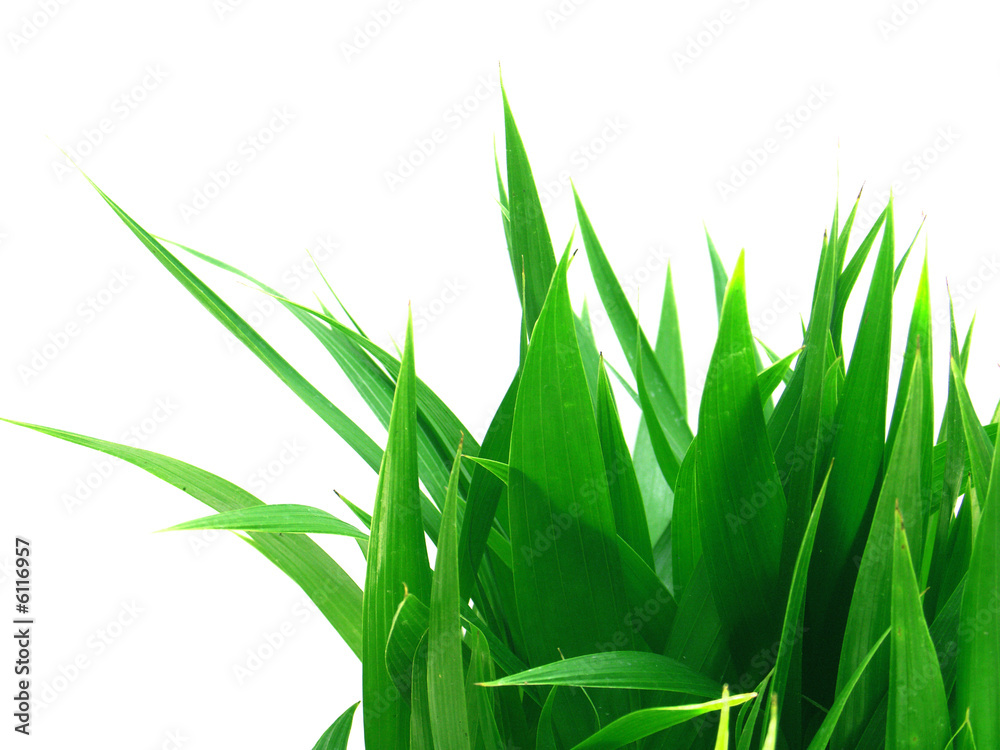 Fototapeta premium coin d'herbe verte