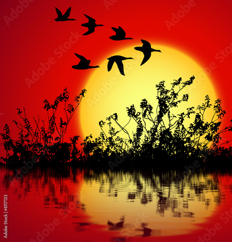 sunset with birds flying