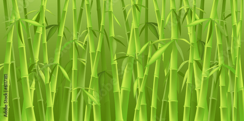 chinese bamboo trees © dip