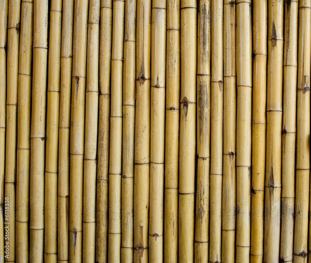 bamboo
