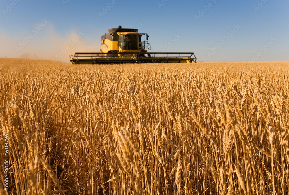Fototapeta premium harvester working in a wheat field,(focus on front row of wheat)