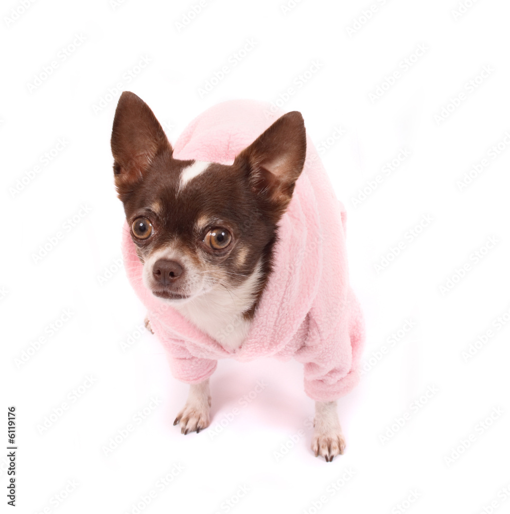 chihuahua in pink