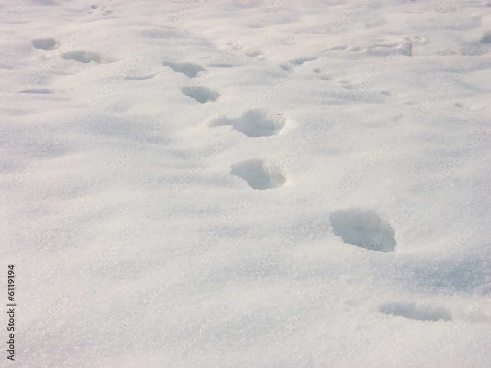 Naklejka premium Tracks on the snow