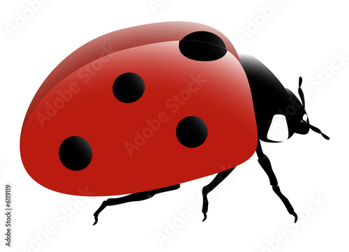 coccinelle