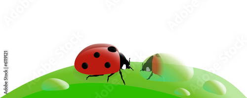 coccinelle et son reflet