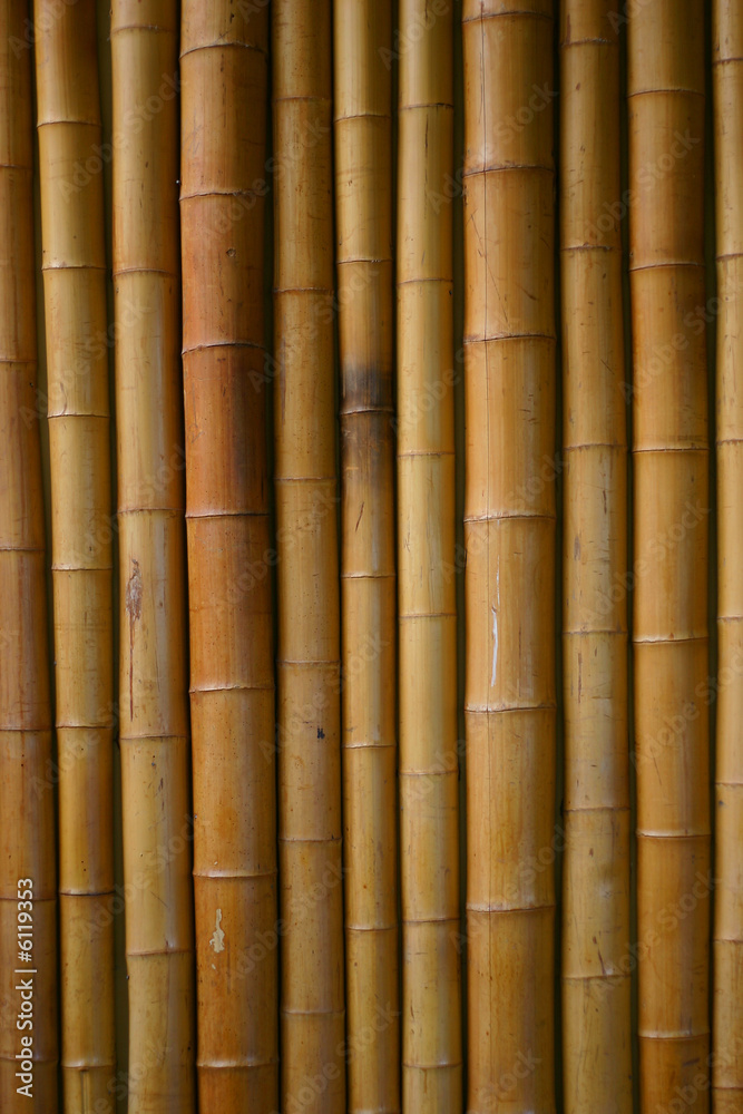 Fototapeta premium japanese bamboo background