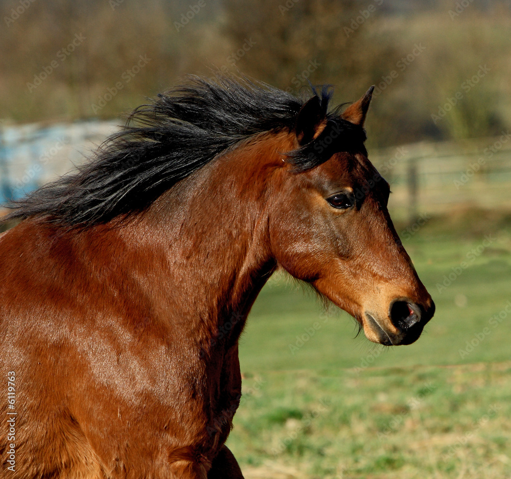 Fototapeta premium orofil