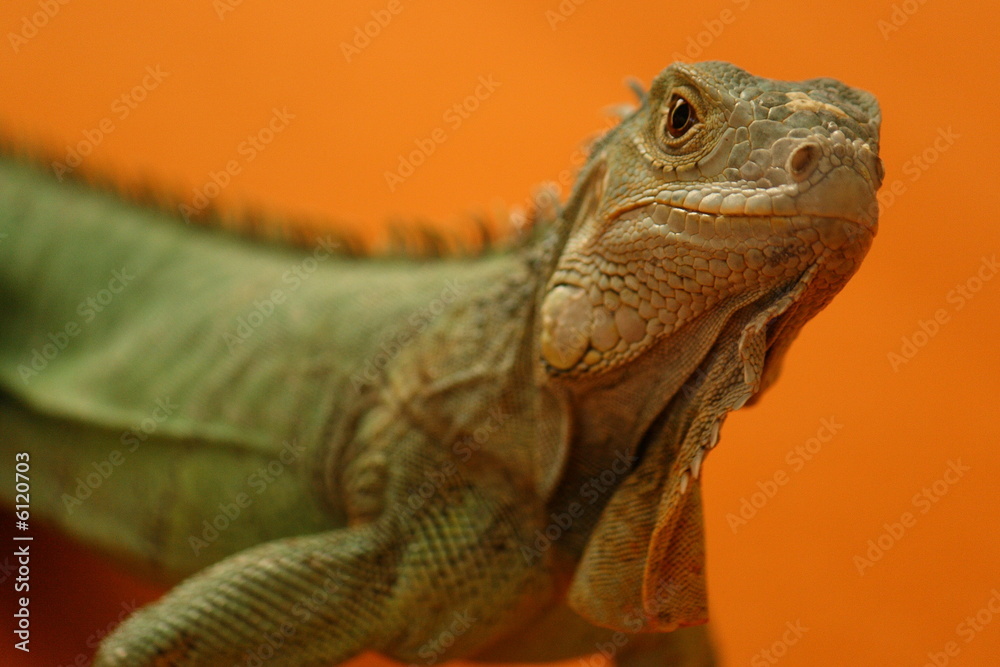 Fototapeta premium Leguan orange 5
