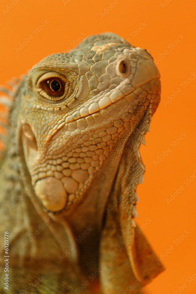 Fototapeta premium Leguan orange 4