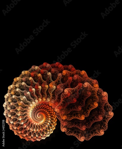 shell on the black background