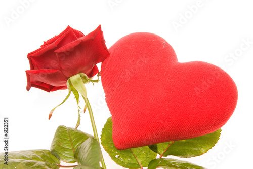 Valentines rose