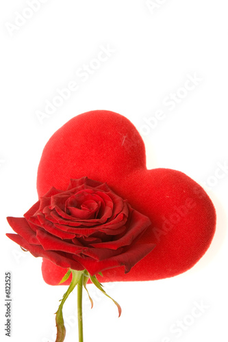 Valentines rose
