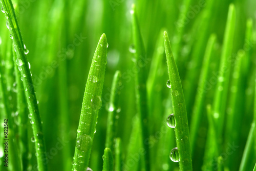 droplet on grass