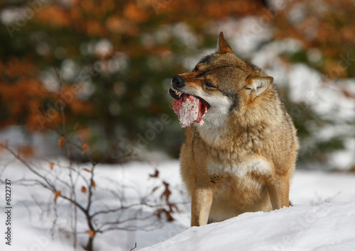 Wolf frisst photo