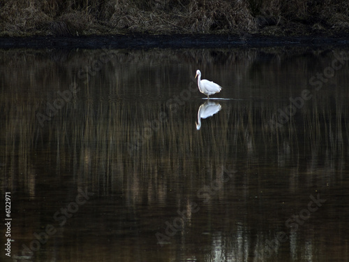 oiseau et reflet sur le marais